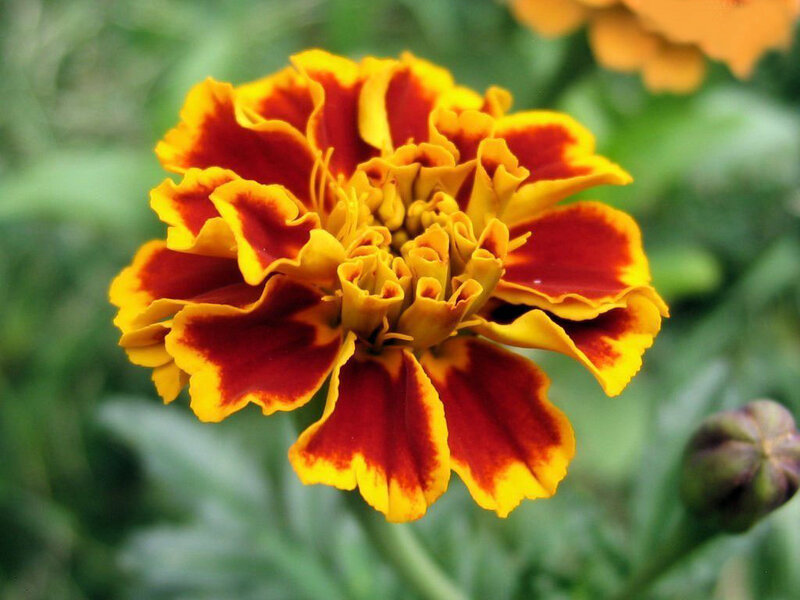Marigold Flower — Red, Natural