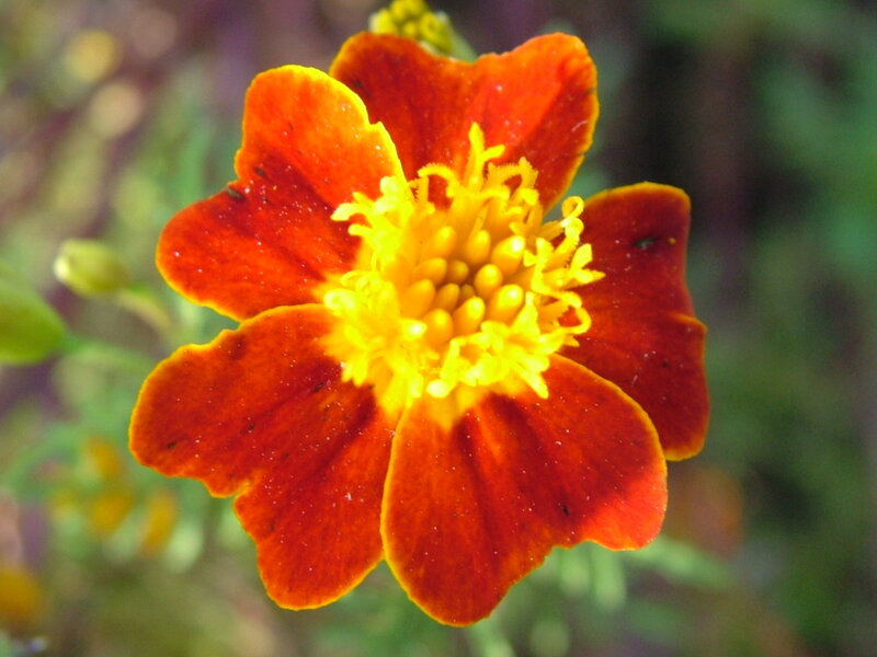 Marigold Flower — Red
