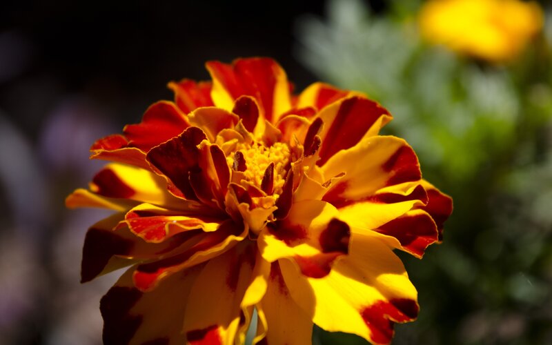 Marigold Flower