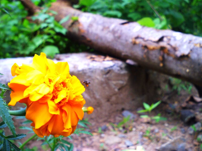 Marigold Flower with Bee