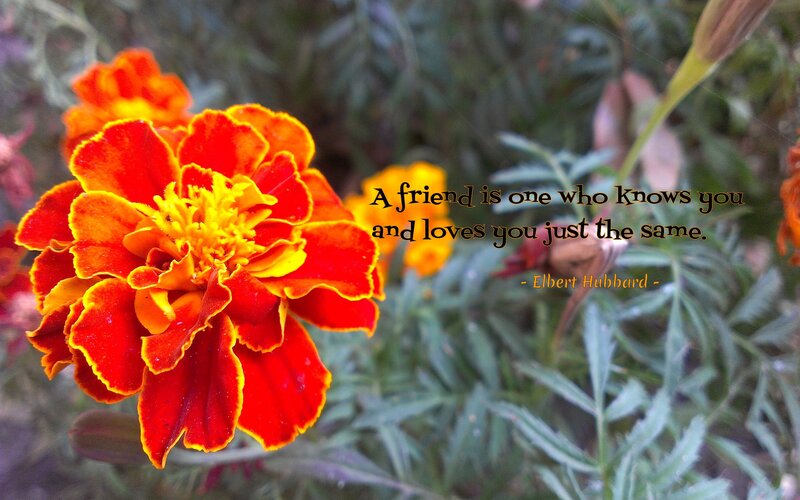 marigold flower with quote