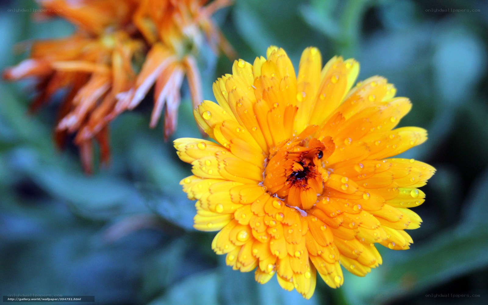 Marigold flower with water droplets