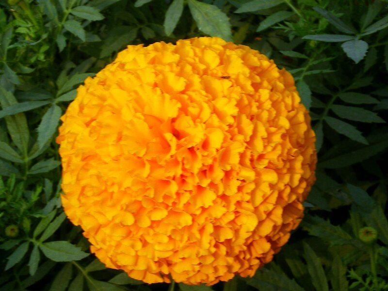 Marigold Flower — Yellow