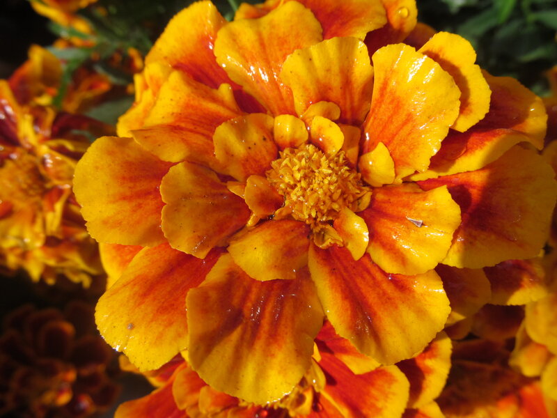 Marigold Flower — Yellow, Vibrant