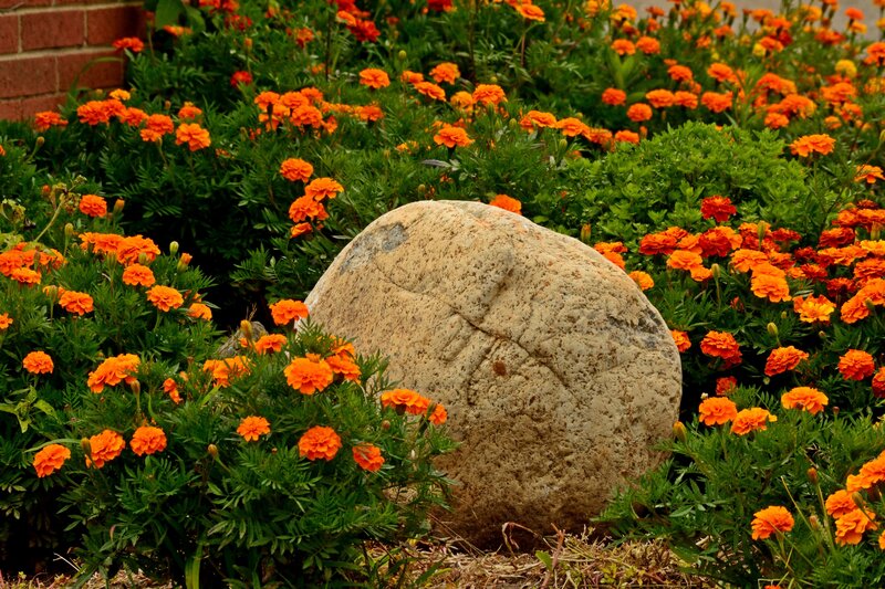 Marigold Flowers and Rock