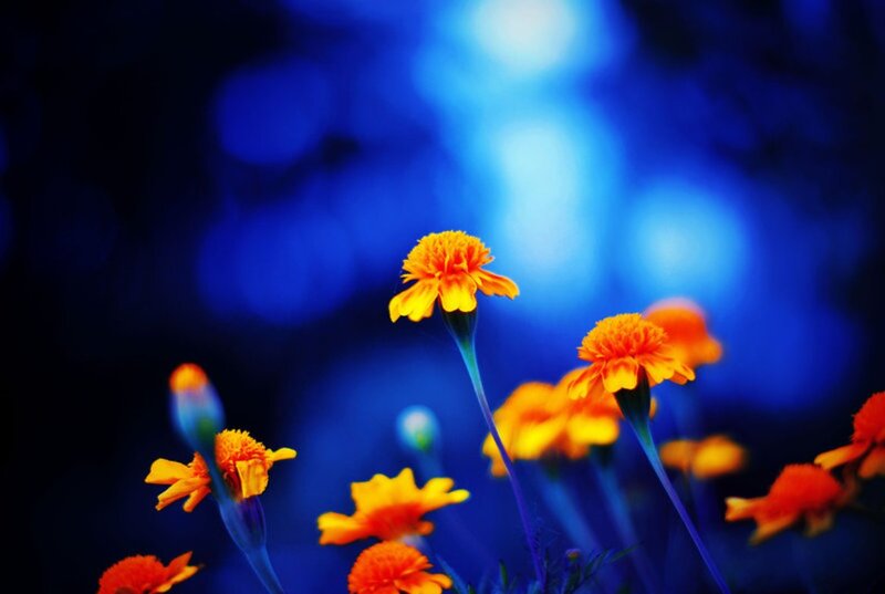 Marigold Flowers at Night