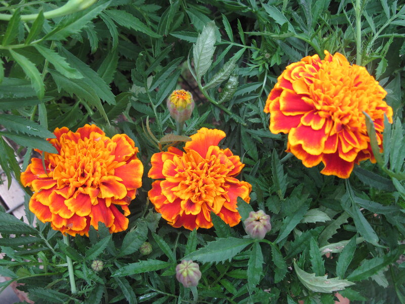 Marigold Flowers in Bloom — Orange, Natural