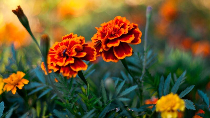 Marigold Flowers in Bloom — Orange, Serene