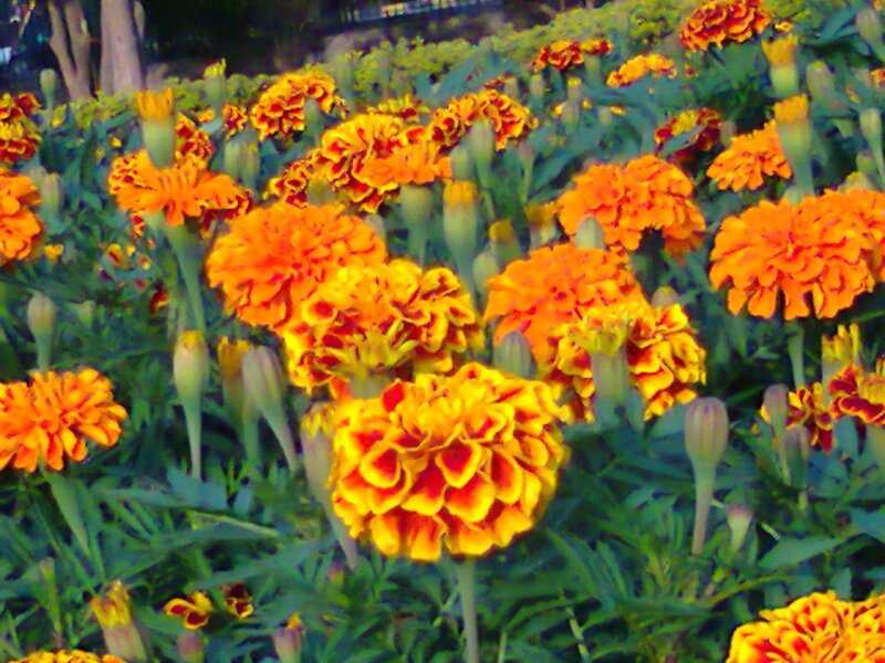 Marigold Flowers in Bloom — Orange