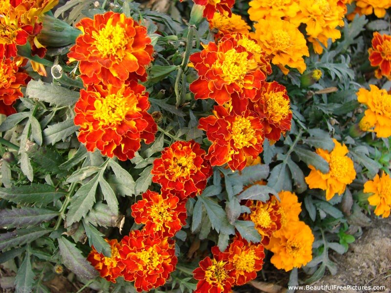 Marigold Flowers in Bloom — Orange, Vibrant, Afternoon