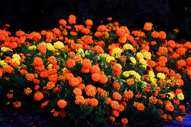 Marigold Flowers in Bloom — Orange, Vibrant, Night