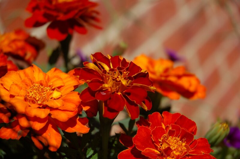 Marigold Flowers in Bloom — Orange, Vibrant