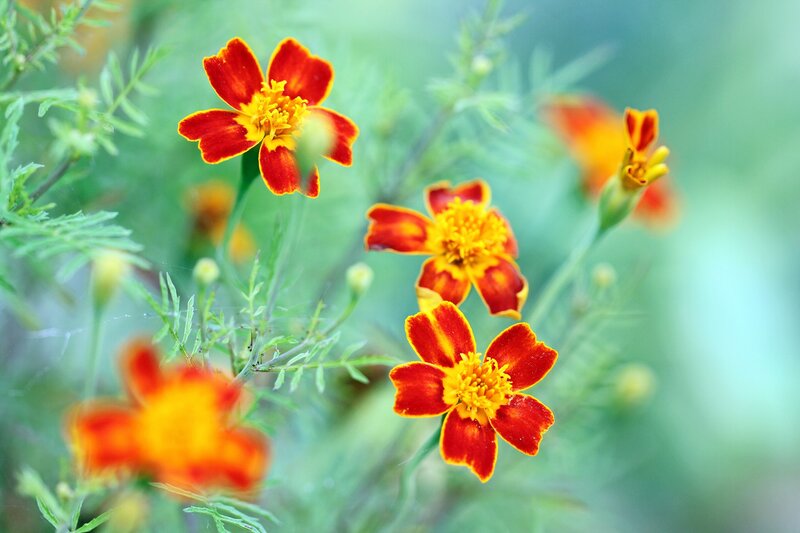 Marigold Flowers in Bloom — Red, Calm