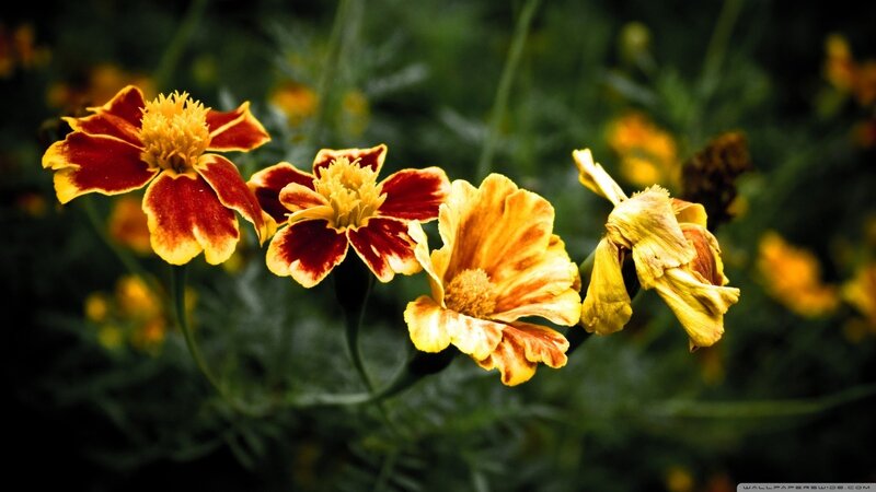 Marigold Flowers in Bloom — Red, Natural, Afternoon