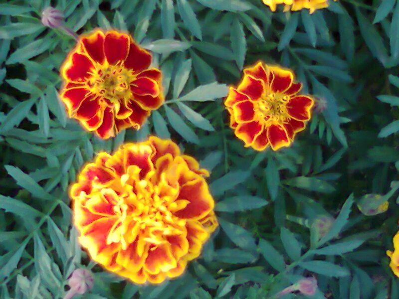 Marigold Flowers in Bloom — Red, Natural