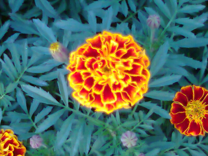Marigold Flowers in Bloom — Red