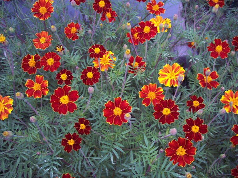 Marigold Flowers in Bloom — Red, Vibrant, Afternoon, Photograph
