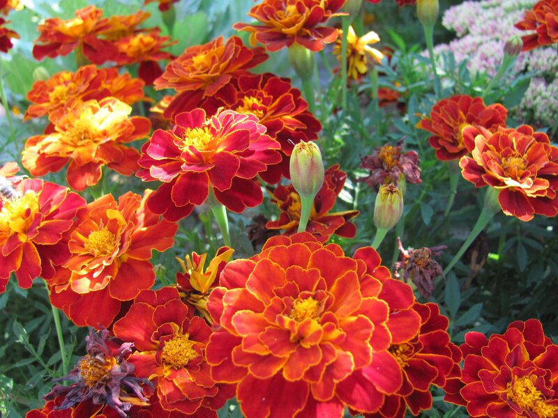 Marigold Flowers in Bloom — Red, Vibrant, Afternoon