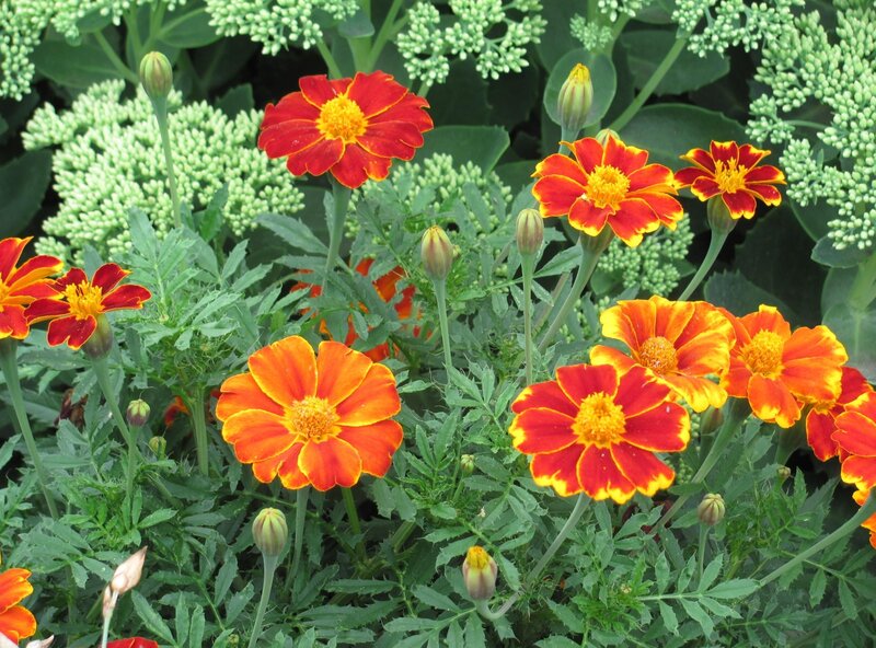 Marigold Flowers in Bloom — Red, Vibrant, Summer