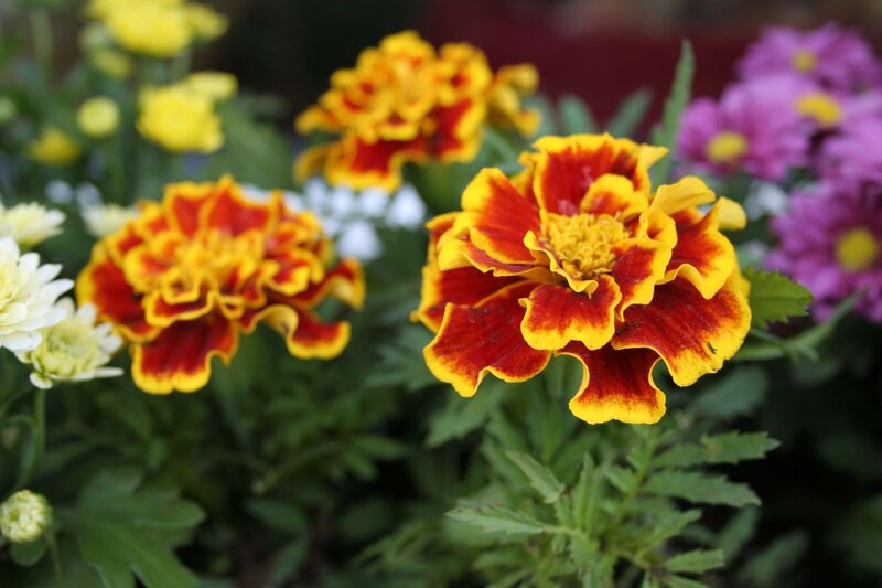 Marigold Flowers in Bloom — Red, Vibrant