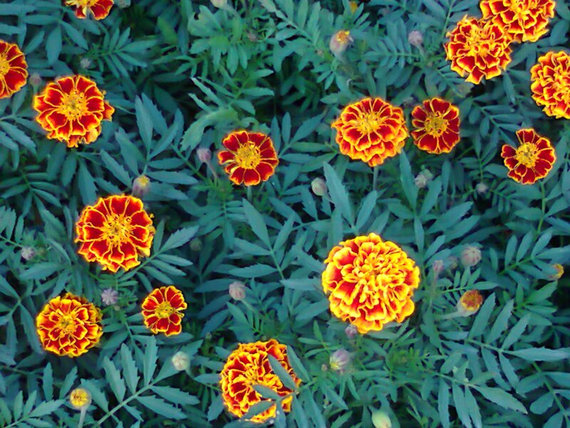 Marigold Flowers in Bloom