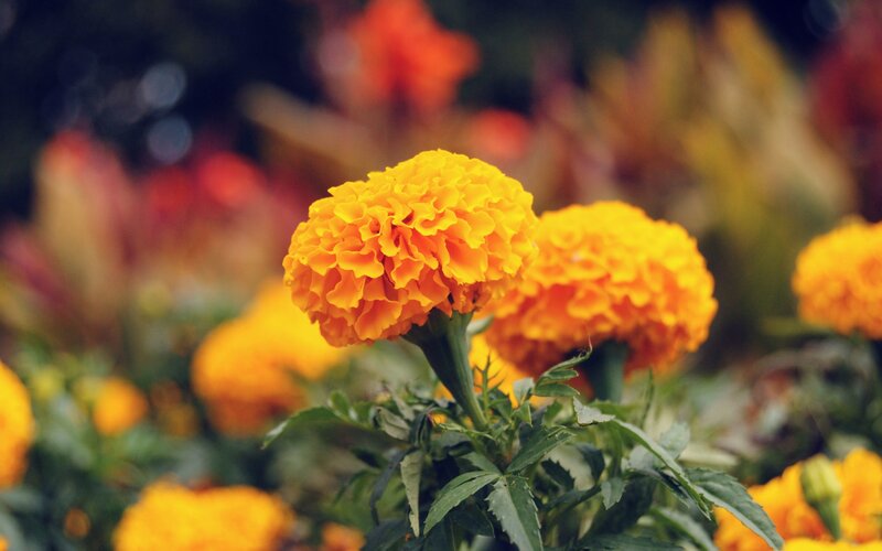 Marigold Flowers in Bloom — Yellow, Calm, Afternoon