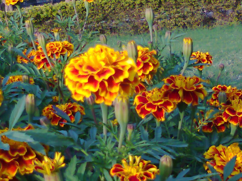 Marigold Flowers in Bloom — Yellow, Calm