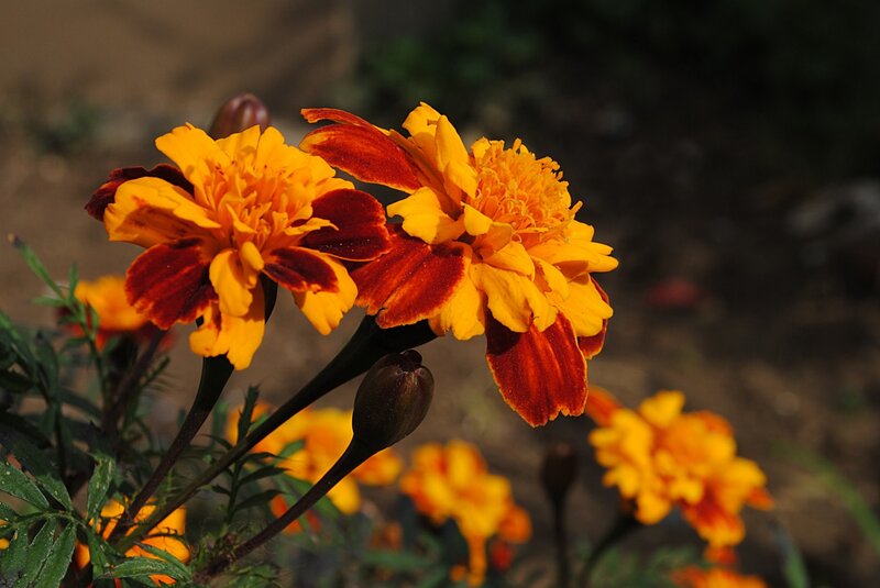 Marigold Flowers in Bloom — Yellow, Natural