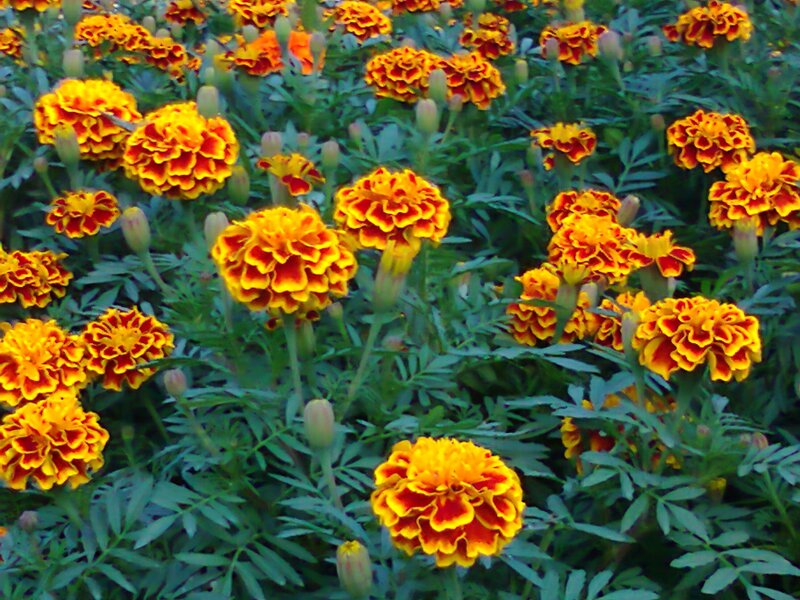 Marigold Flowers in Bloom — Yellow
