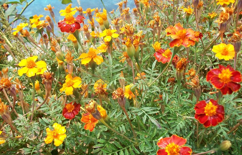 Marigold Flowers in Bloom — Yellow, Vibrant, Afternoon, Photograph