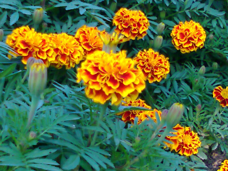 Marigold Flowers in Bloom — Yellow, Vibrant, Afternoon