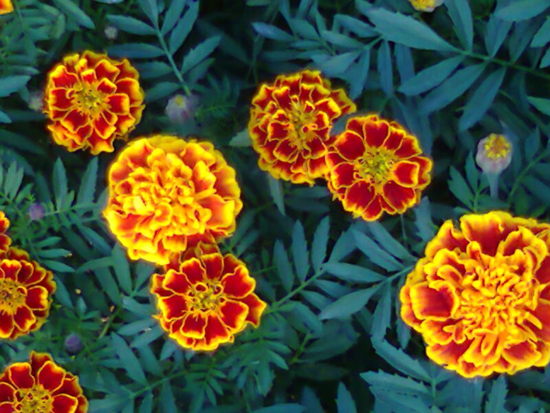 Marigold Flowers in Bloom — Yellow, Vibrant