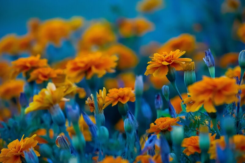 Marigold Flowers in Field — Orange
