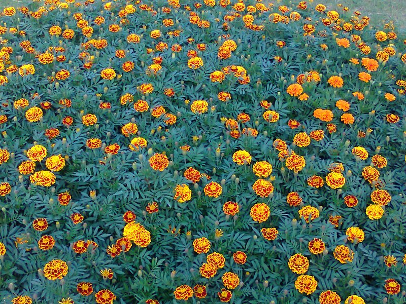 Marigold Flowers in Field