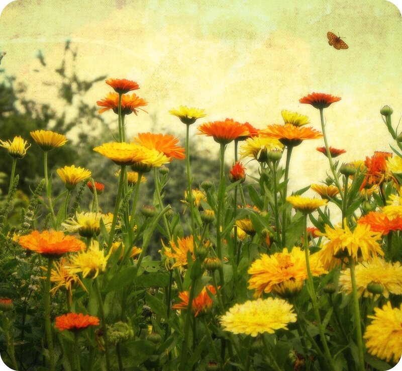 Marigold Flowers in Field — Yellow