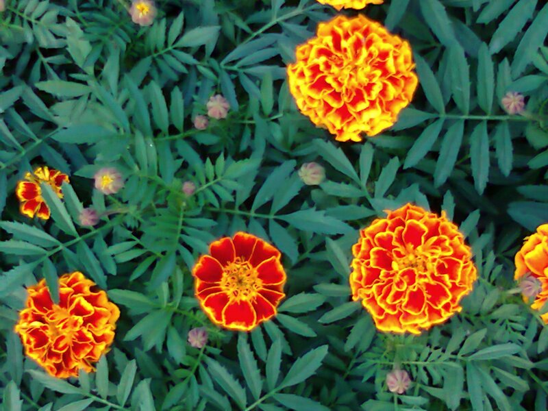 Marigold Flowers in Foliage