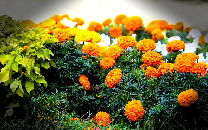 Marigold Flowers in Garden — Orange, Bright, Afternoon