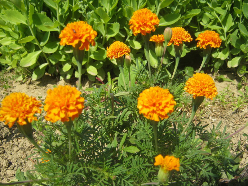 Marigold Flowers in Garden — Orange, Bright