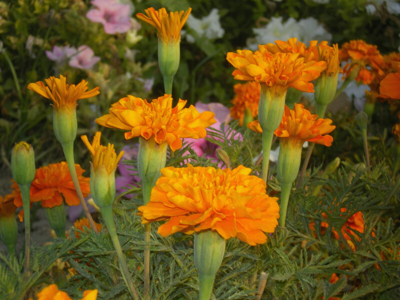 Marigold Flowers in Garden — Orange, Calm, Afternoon