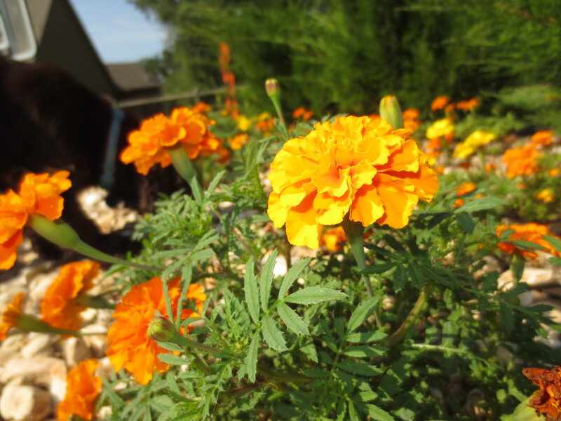 Marigold Flowers in Garden — Orange, Calm