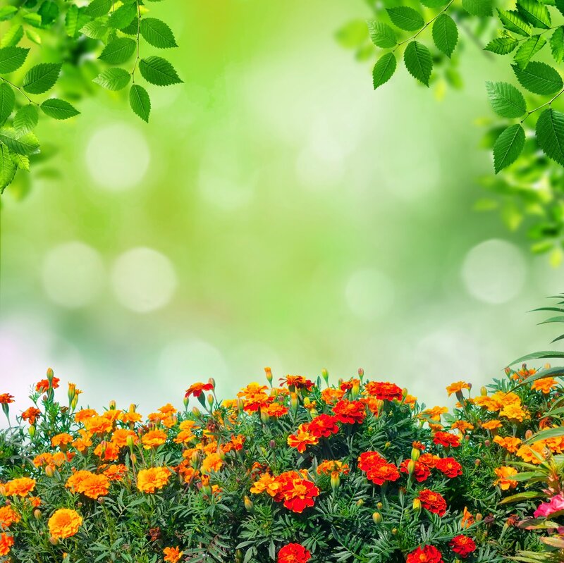 Marigold Flowers in Garden — Orange, Serene