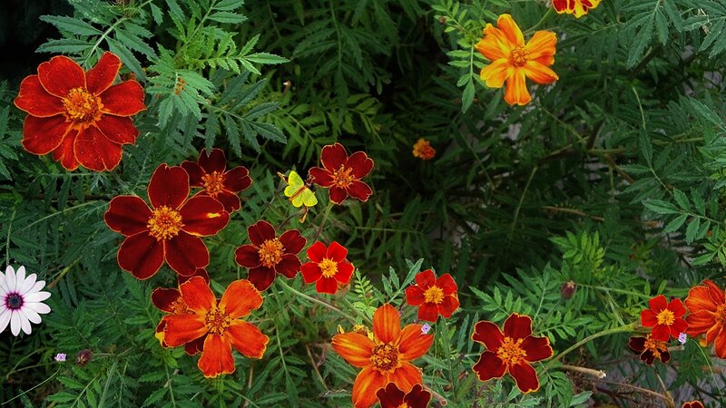 Marigold Flowers in Garden — Red