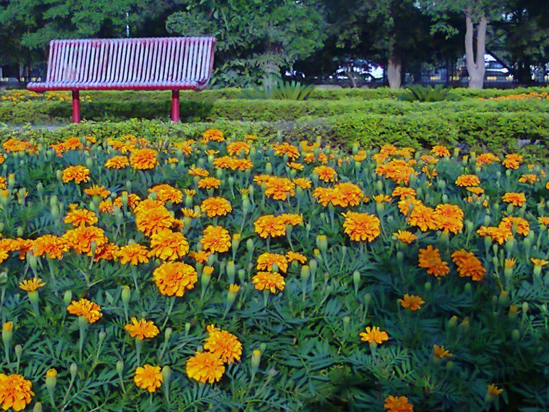 Marigold Flowers in Garden