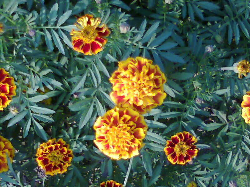 Marigold Flowers in Garden — Yellow