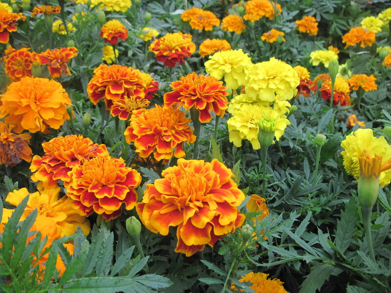 Marigold Flowers in Garden — Yellow, Vibrant