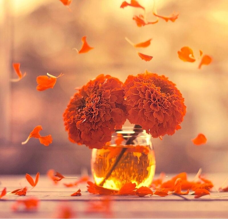 Marigold Flowers in Jar