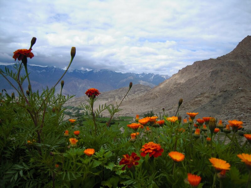 Marigold Flowers in Mountains