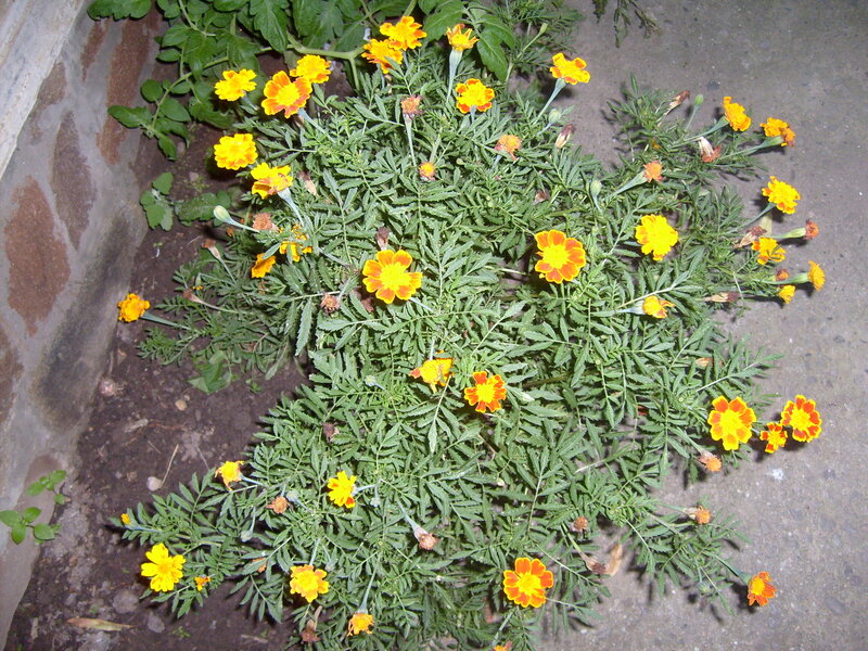 Marigold Flowers in Planter