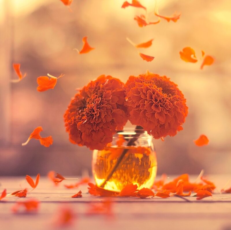 Marigold Flowers in Vase — Orange