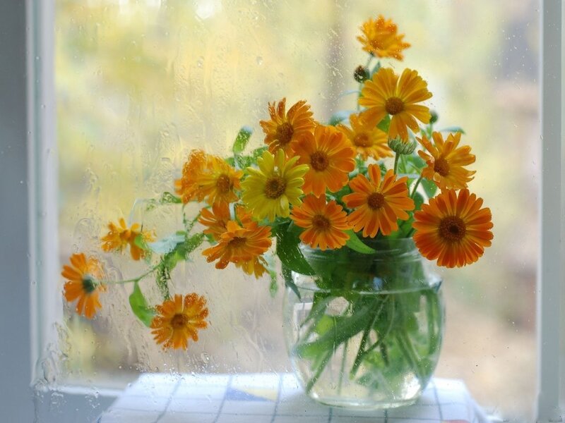 Marigold Flowers in Vase